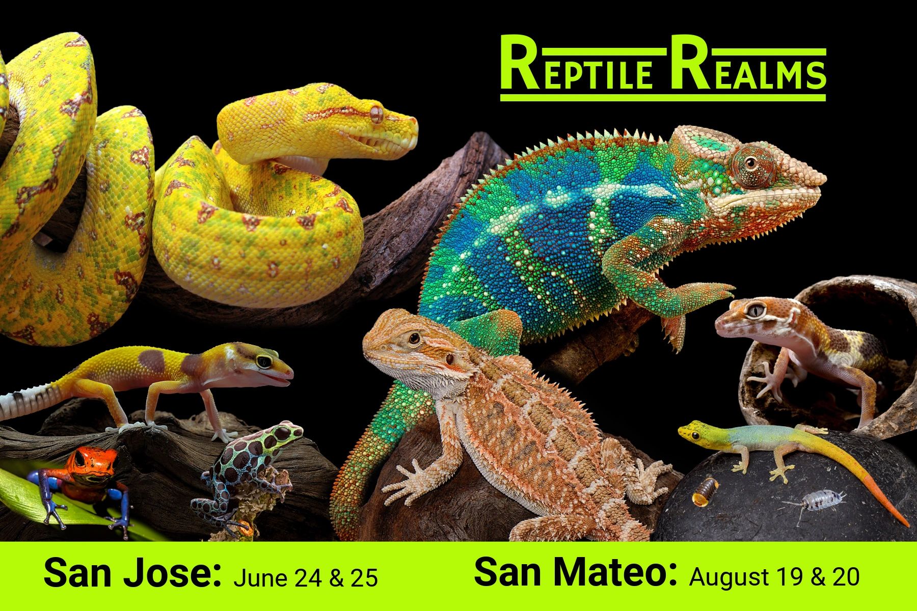 The San Jose Reptile Show